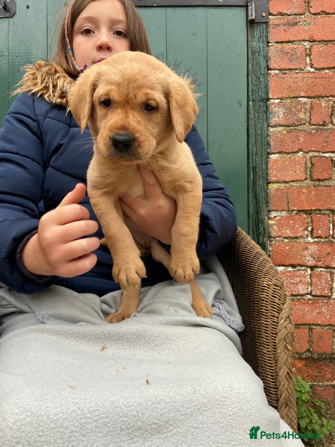 Labrador Retriever dogs for sale: Labrador puppies for sale 🐶 - Image 7
