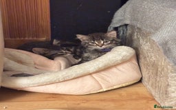 Norwegian Forest Cat cats for sale: Chunky Tabby kittens ready for their new homes  - Image 7