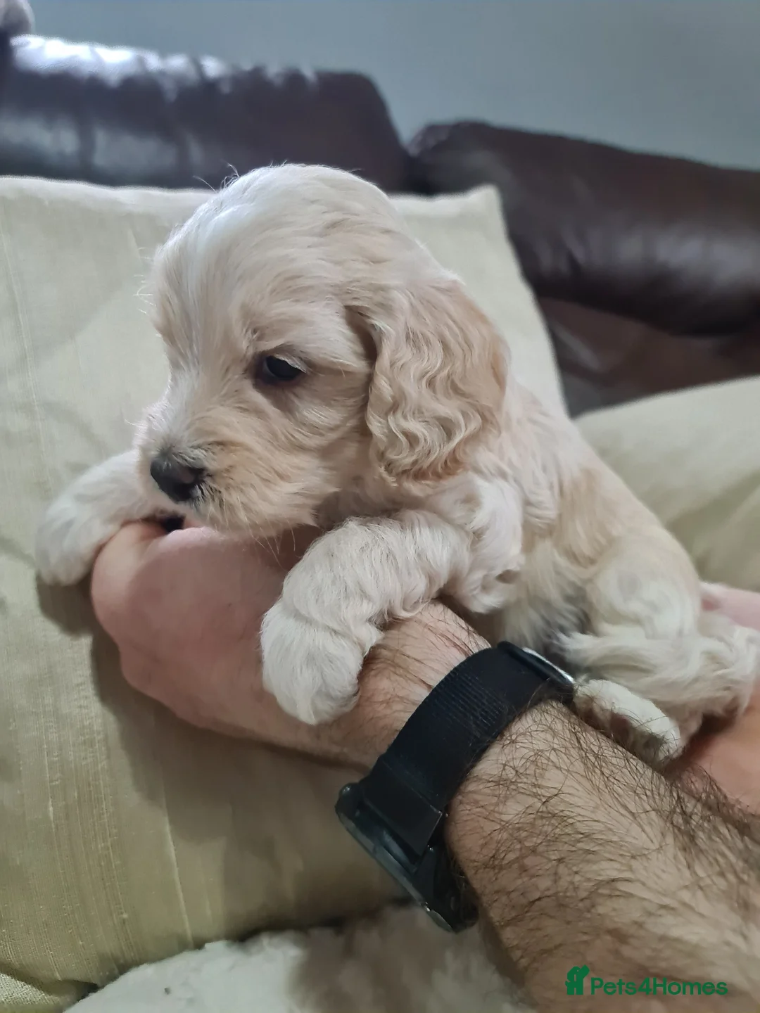 Miniature Poodle dogs for stud: Chocolate Parti Poodle. Toy/Small Miniature stud in Pershore - Advert 9