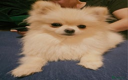 Pomeranian dogs for sale: Beautiful  ** -Size Pomeranian Girl - Image 14