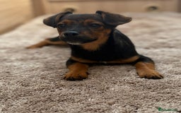 Jack Russell dogs for sale: Traditional Short-legged Jack Russell Boy. - Image 1