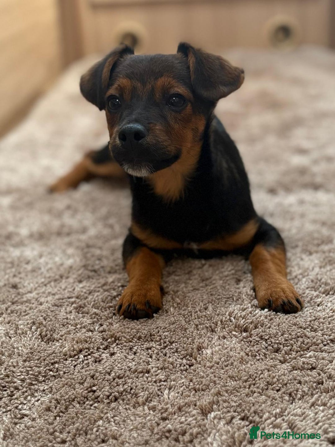 Jack Russell dogs for sale: Traditional Short-legged Jack Russell Boy. - Image 1