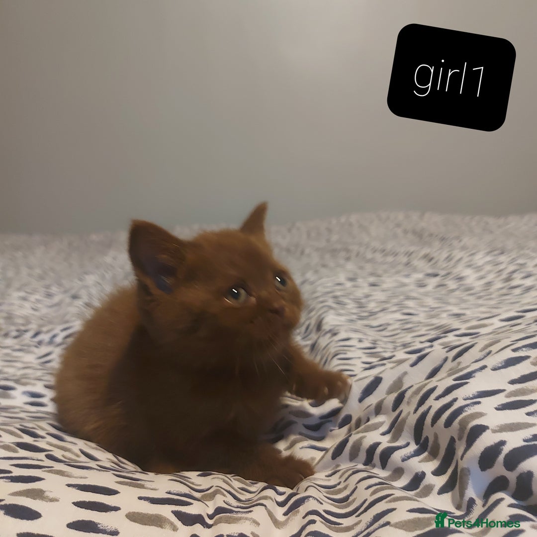 British Shorthair cats for sale: British shorthair kittens and scotish fold  - Image 14