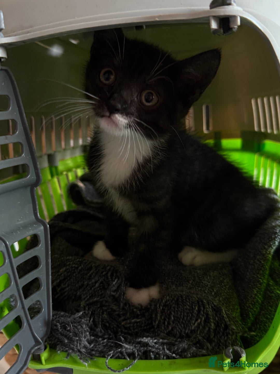 Mixed Breed cats for sale: 1 male kitten for sale - Image 1