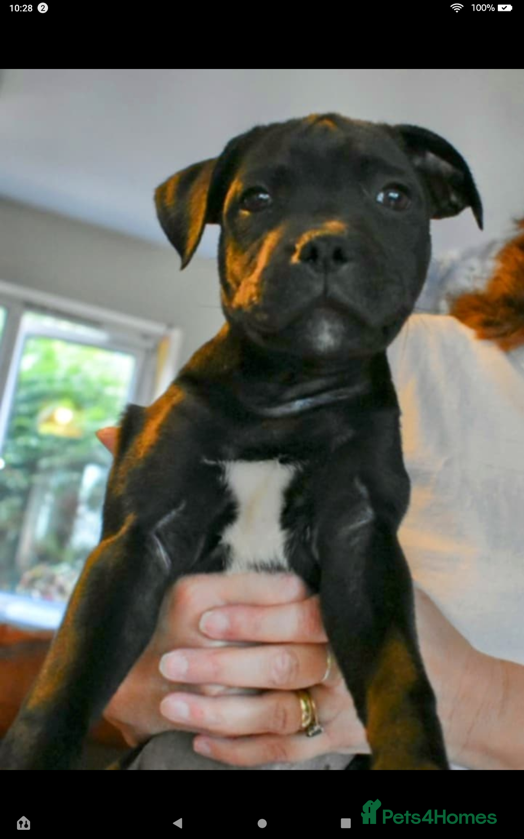 Staffordshire Bull Terrier dogs for sale: Of Staffordshire Bull terrier pups - Image 4