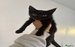 Domestic Shorthair cats for sale: Kittens for sale - Image 3