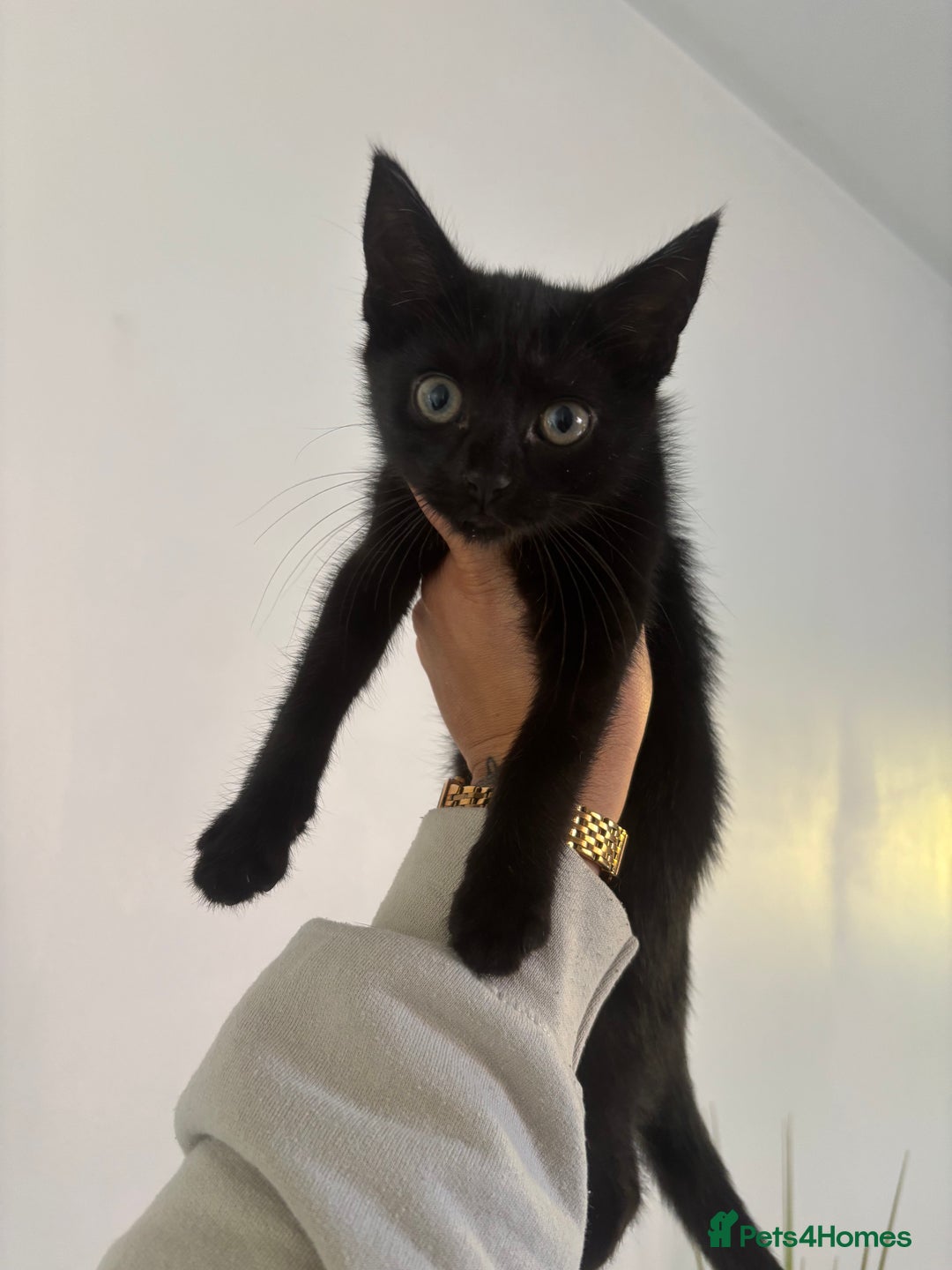 Domestic Shorthair cats for sale: Kittens for sale - Image 3