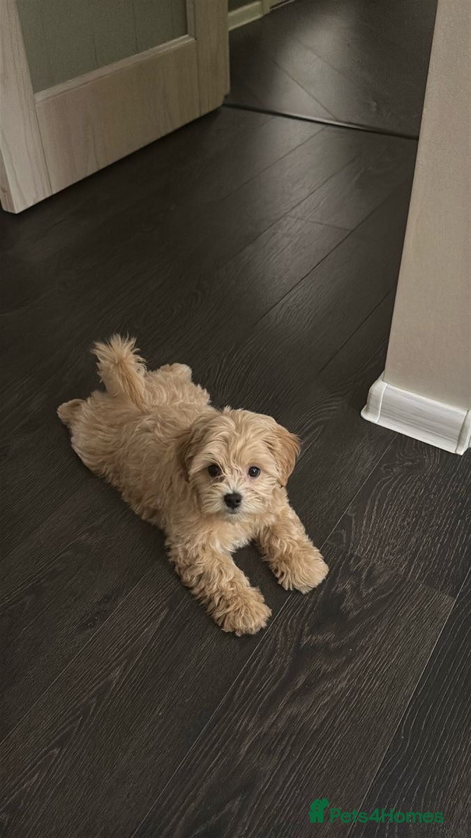 Toy Poodle dogs  **  poodle looking for a new home  - Advert 1