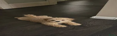Tommie