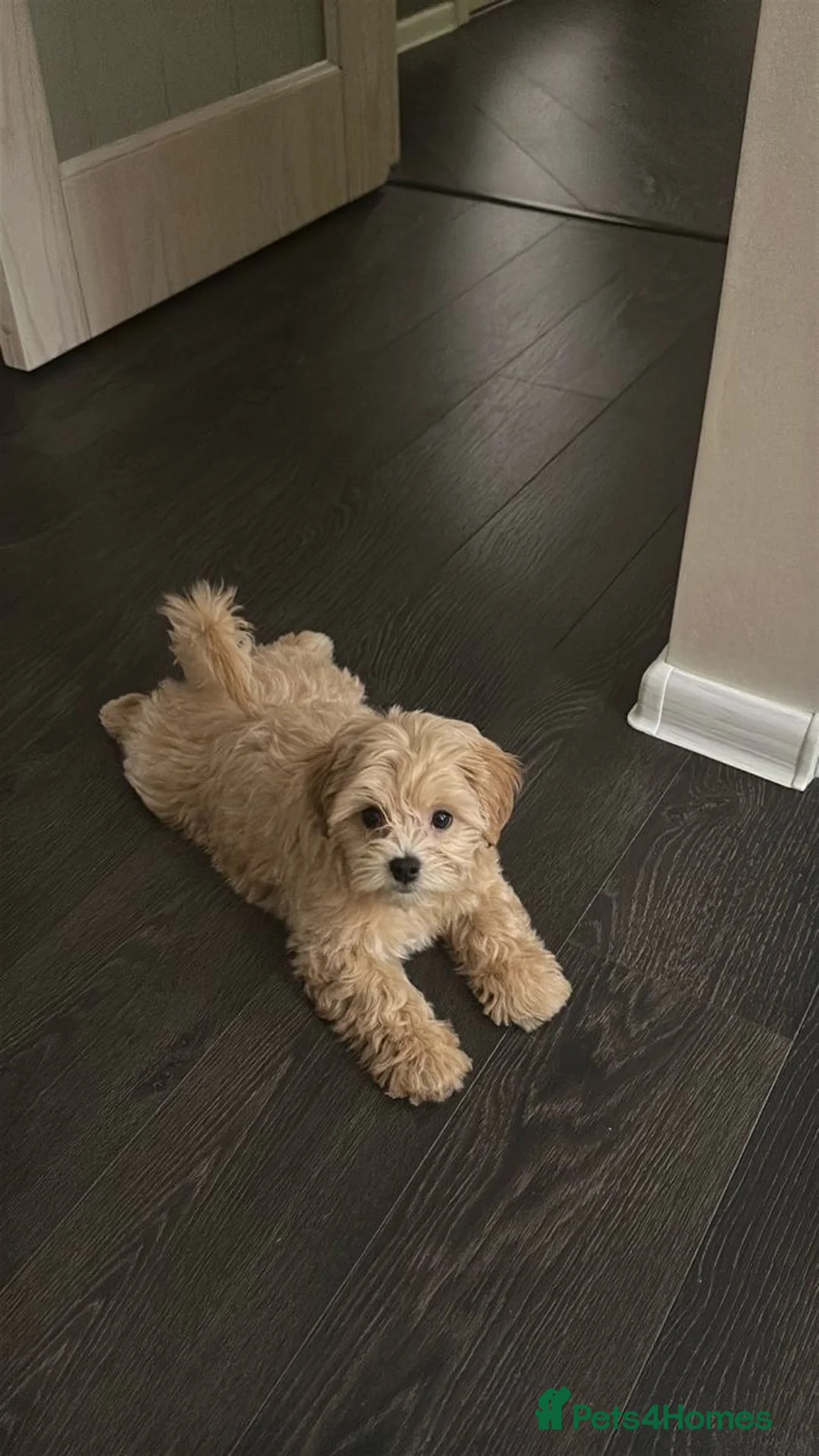 Toy Poodle dogs for sale:  **  poodle looking for a new home  in London - Advert 1