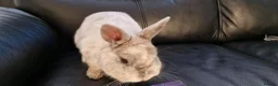 Mixed Breed rabbits for sale: 🐰 Friendly Rabbit – Netherland Dwarf × Dwarf Lop  in Manchester - Advert 3