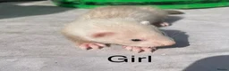 Ferret rodents for sale: 3 Standard Size Working Ferrets For Sale - Advert 4
