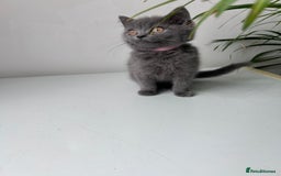 British Shorthair cats for sale: beautiful BSH girl (one girl left)  - Image 9