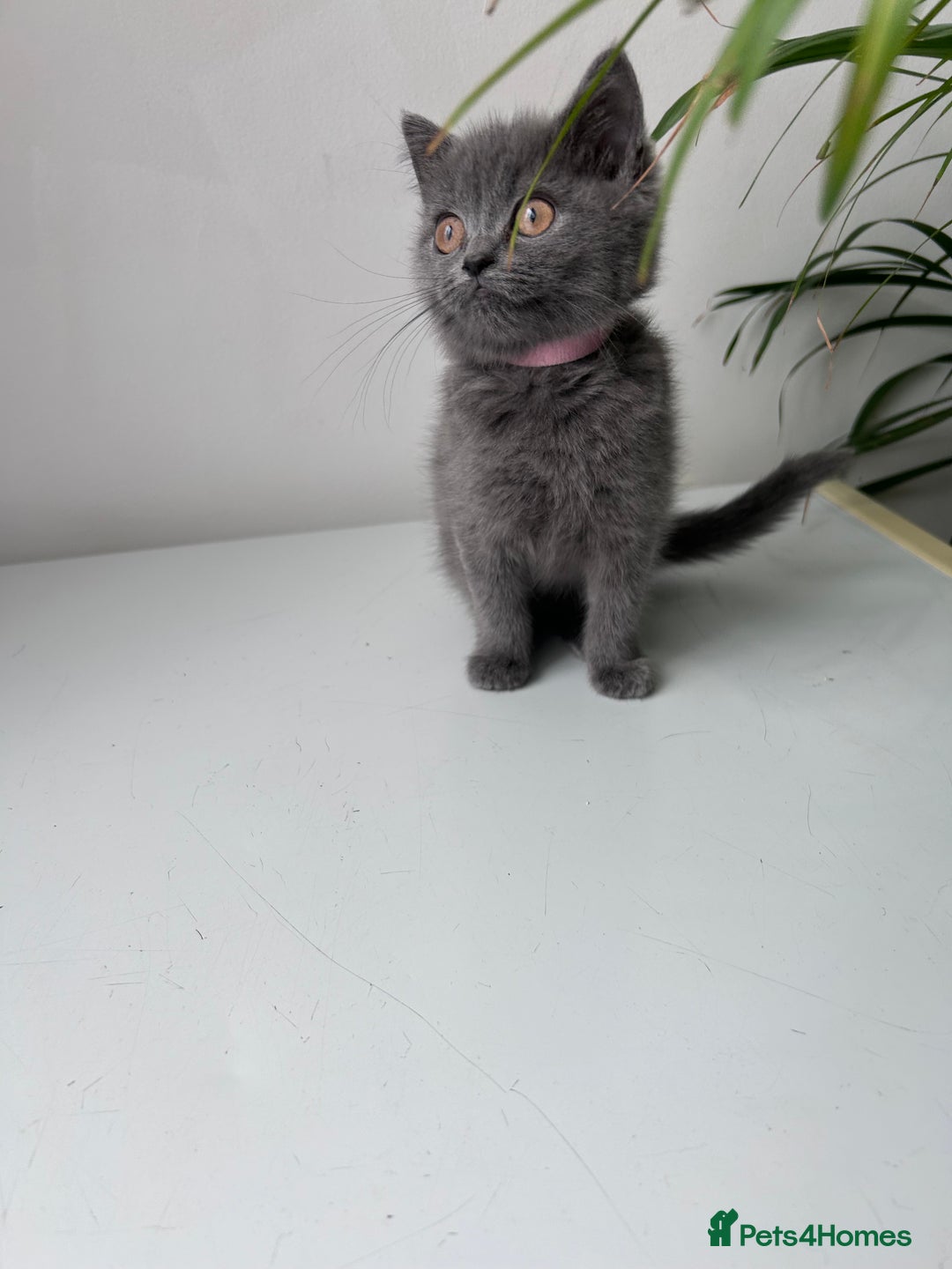 British Shorthair cats for sale: beautiful BSH girl (one girl left)  - Image 9