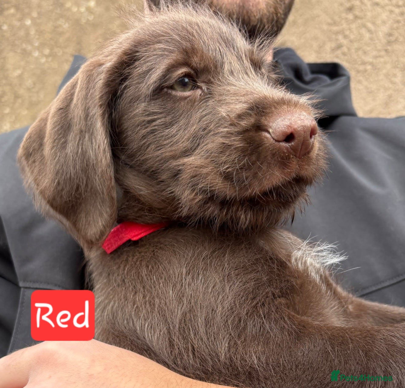 Mixed Breed dogs GWP x Labs - Advert 2