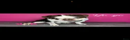 Pug dogs for sale: pug puppies  - Advert 32