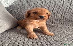 Cockapoo dogs for sale: F1 Cockapoo puppies  - Image 13