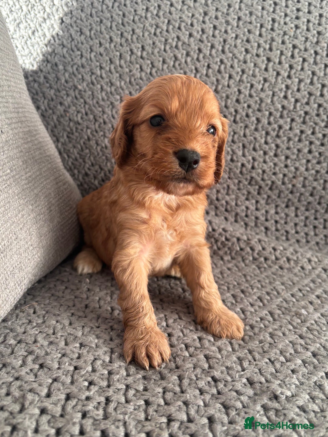 Cockapoo dogs for sale: F1 Cockapoo puppies  - Image 13