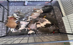 Mixed Breed dogs for sale: Staffy x mastiff mix  - Image 24