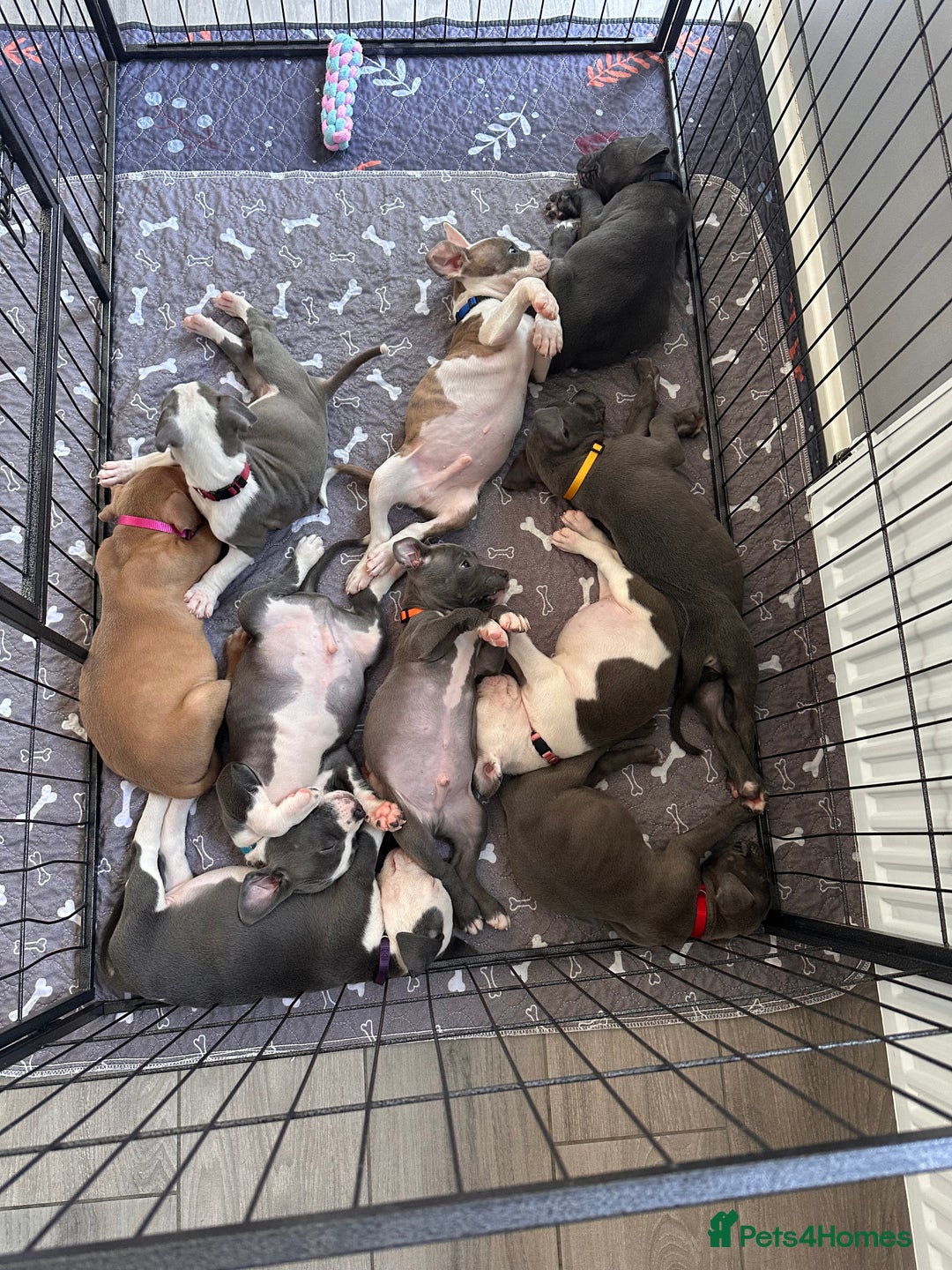 Mixed Breed dogs for sale: Staffy x mastiff mix  - Image 24