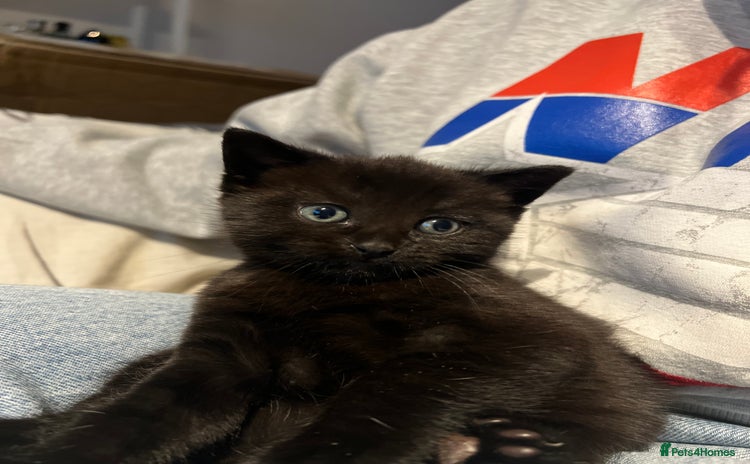 Mixed Breed cats - Advert 2