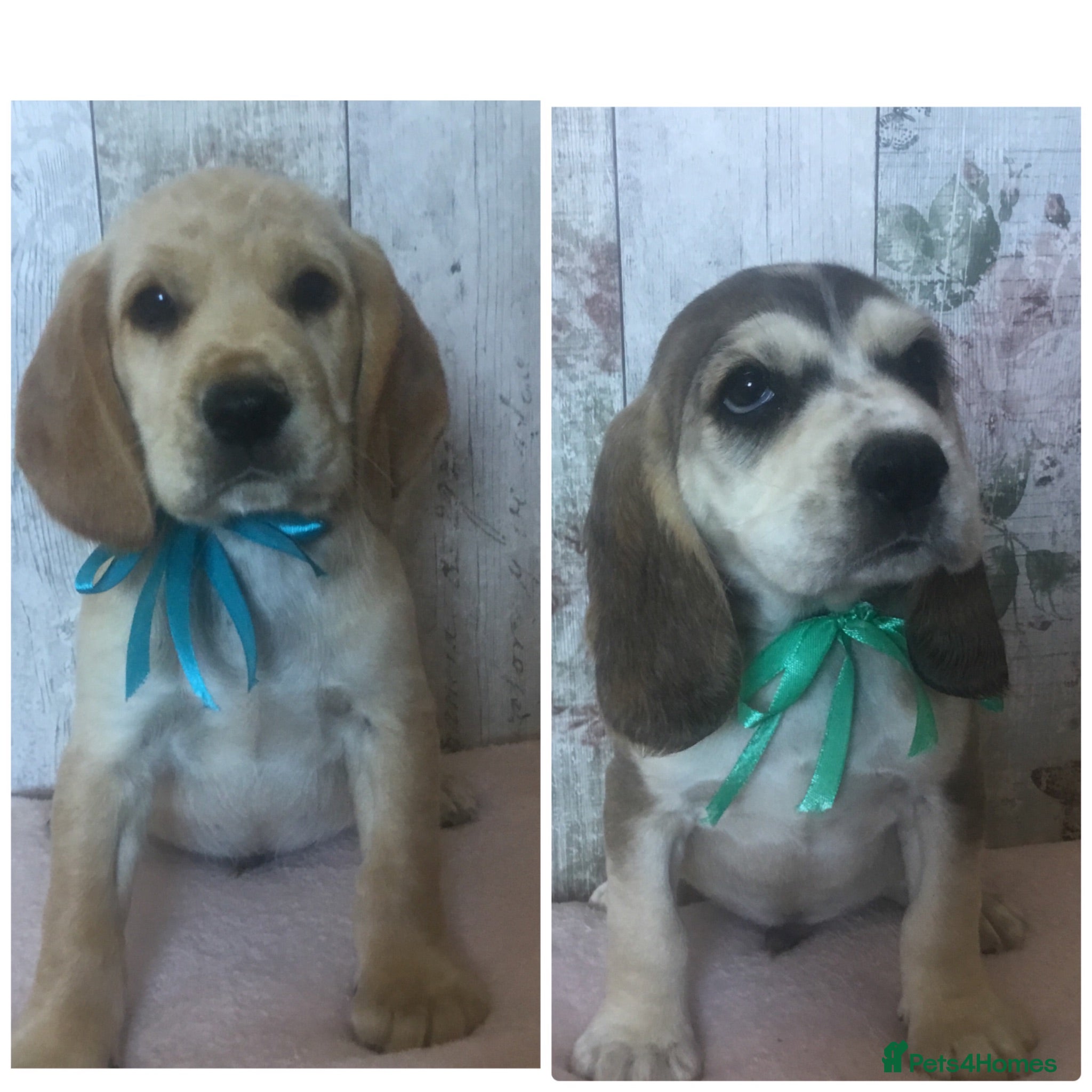 Mixed Breed dogs Chunky & strong Cockerdor pups - Advert 2