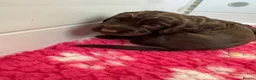 Cocker Spaniel dogs for sale: Cocker Spaniel Puppies For Sale in Bridgend - Advert 8