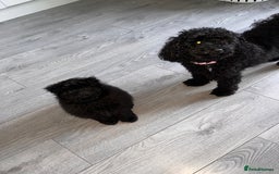 Pomapoo dogs for sale: Pomapoo puppy  - Image 5