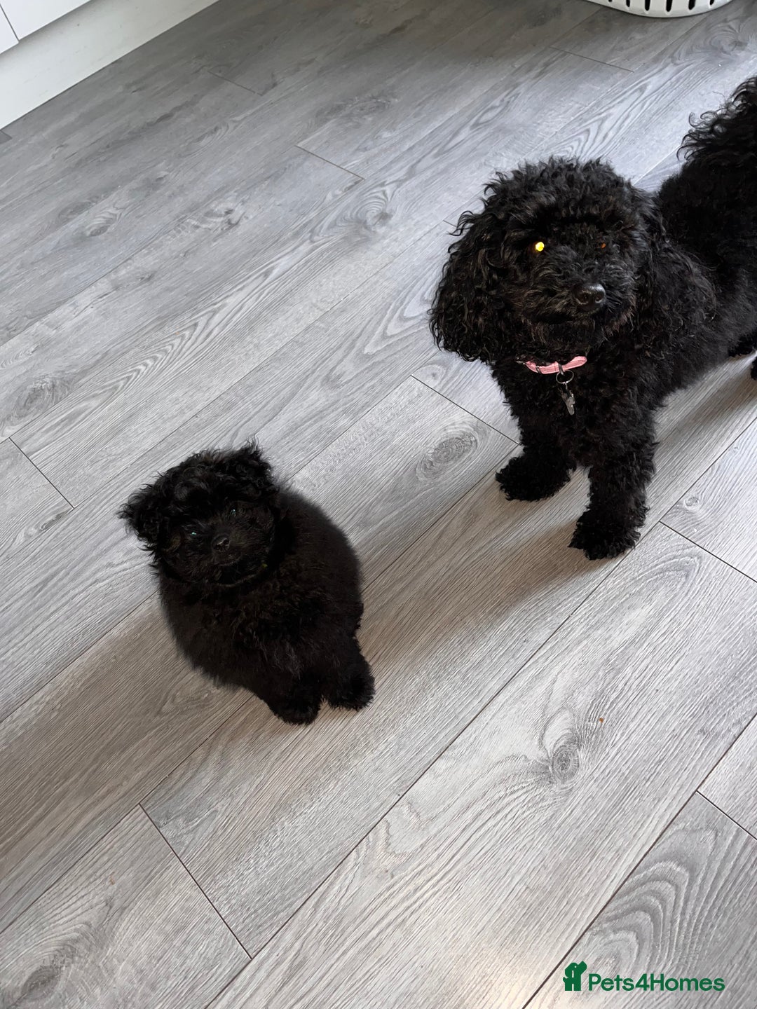 Pomapoo dogs for sale: Pomapoo puppy  - Image 5