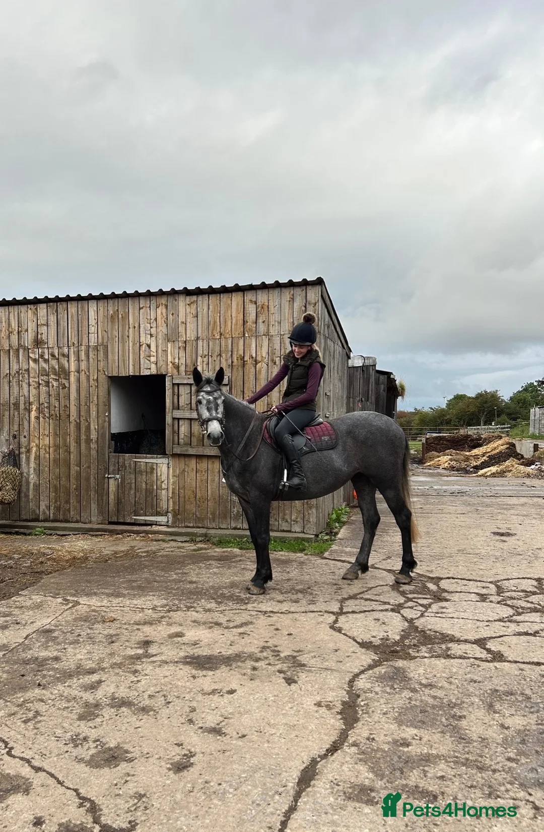 Connemara horses for sale: Beautiful 3 Year Old Connemara X ISH Mare in Saltburn-by-the-Sea - Advert 4