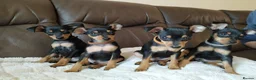 Miniature Pinscher dogs for stud: KC Registered miniature pinscher for stud  in Bolton - Advert 8
