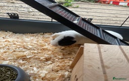 Guinea Pig rodents for sale: For Sale 2 Guinea Pigs With Cage and Accessories  - Image 3
