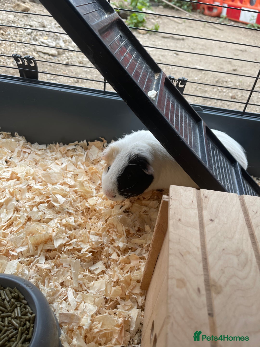 Guinea Pig rodents for sale: For Sale 2 Guinea Pigs With Cage and Accessories  - Image 3