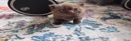 British Shorthair cats for sale: Chocolate Kitten - Advert 10