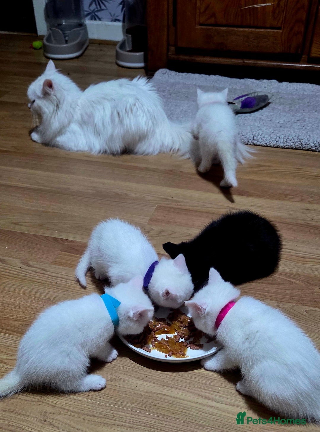 Mixed Breed cats for sale: Pure white kittens Mainecoon x - Image 6