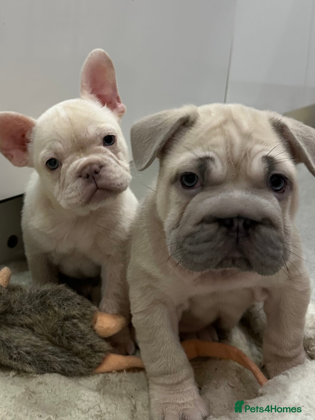 French Bulldog dogs for sale: French bulldog puppies Ready Now! - Advert 32