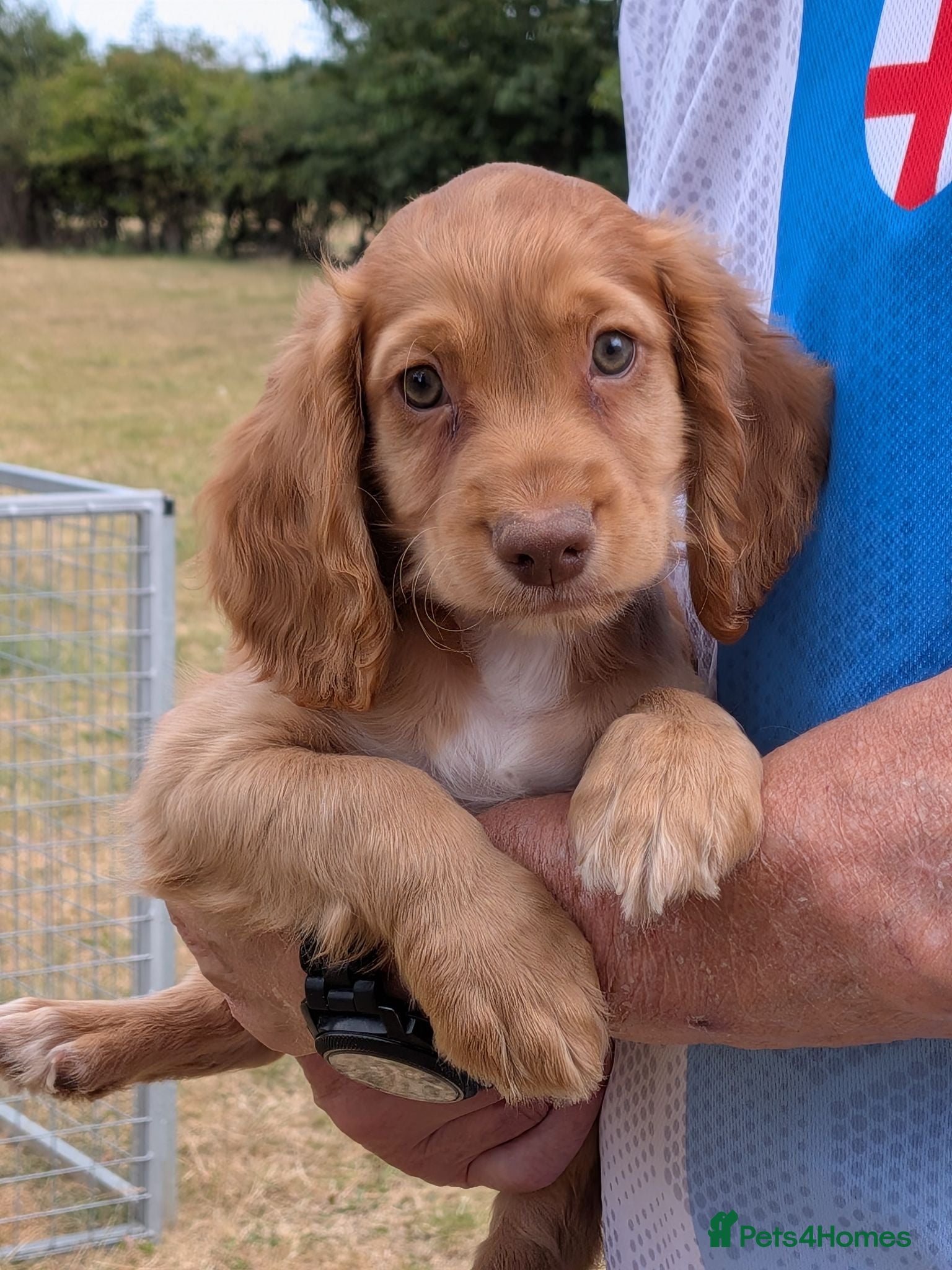 Cocker Spaniel dogs Champion working pedigree Gold/Red Cocker Spaniels - Advert 2