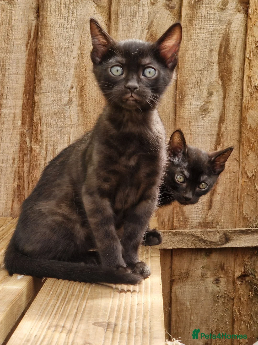 Mixed Breed cats for sale: Beautiful Bengamese kittens  - Advert 1