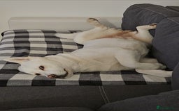 Akita dogs for sale: URGENT FREE ADOPTION  - Image 7