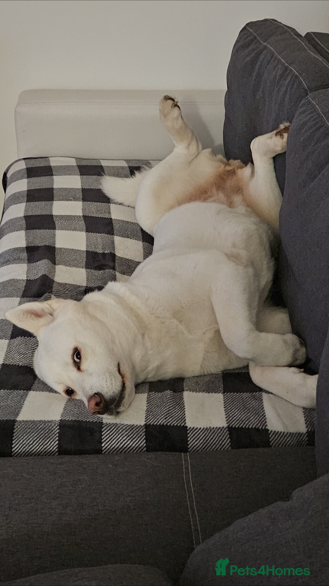 Akita dogs for sale: URGENT FREE ADOPTION  - Image 7