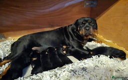 Rottweiler dogs for sale: Kc rottweiler puppies  - Image 21