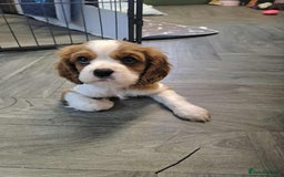 Cavalier King Charles Spaniel dogs for sale: King Charles cavalier 1 boy left!  - Image 12
