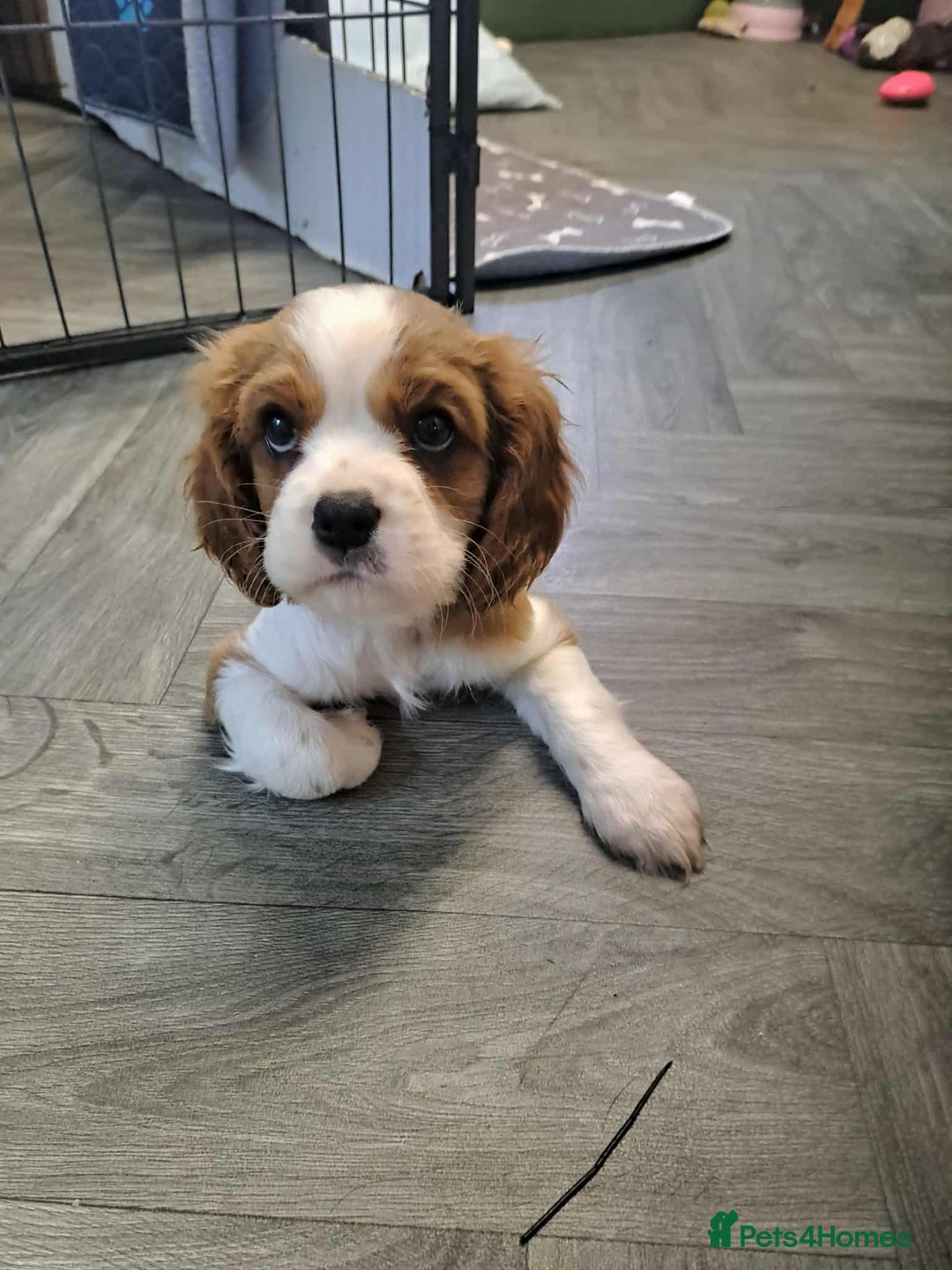 Cavalier King Charles Spaniel dogs for sale: King Charles cavalier 1 boy left!  - Image 12