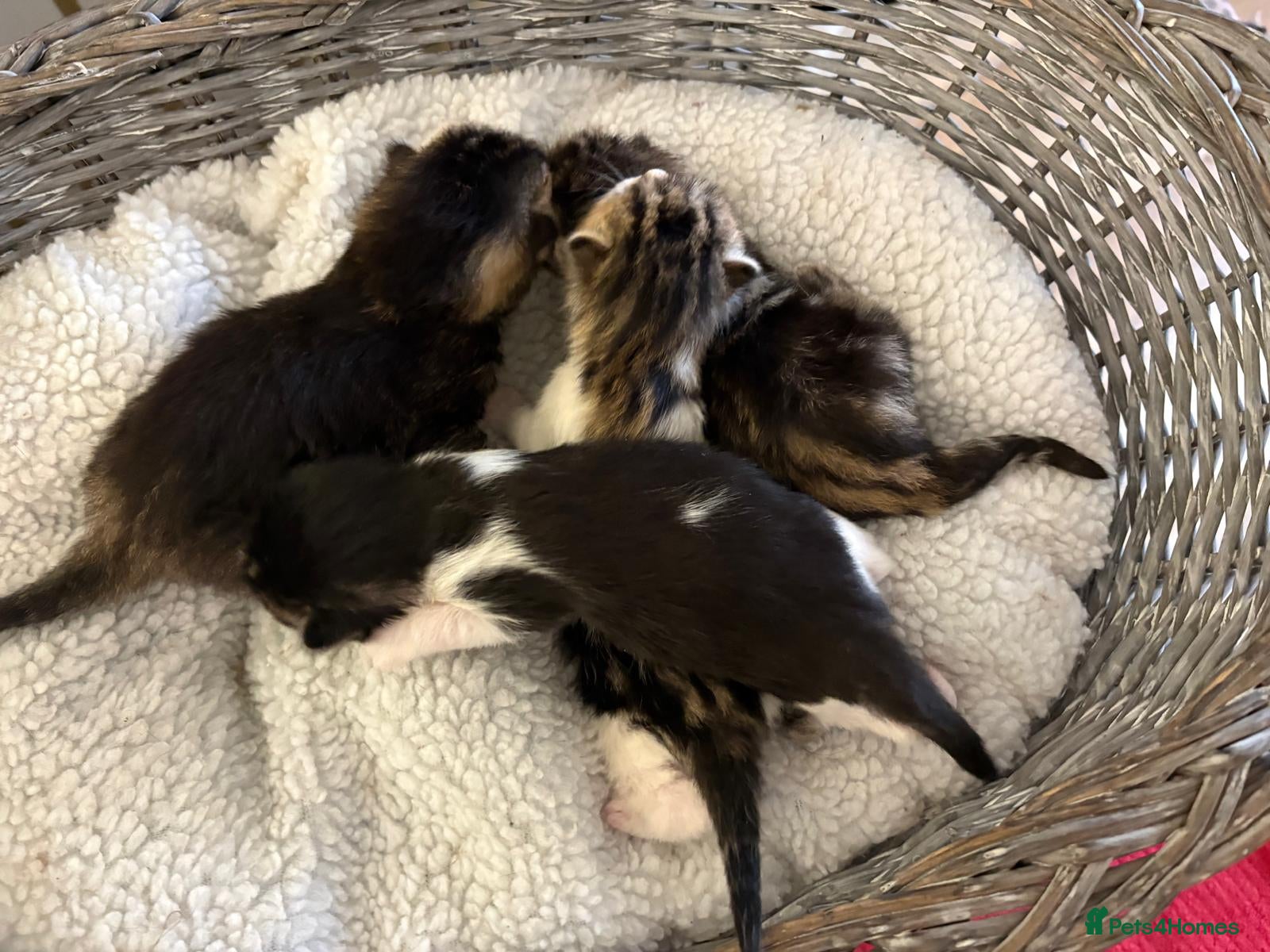 Mixed Breed cats Five beautiful kittens - readvertised to edit - Advert 2