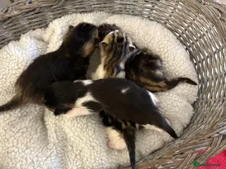 Mixed Breed cats Five beautiful kittens - readvertised to edit - Advert 2