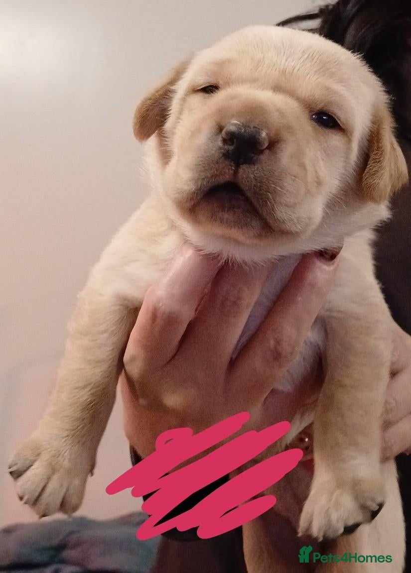 Labrador Retriever dogs Red/Golden Labrador puppies - Advert 2