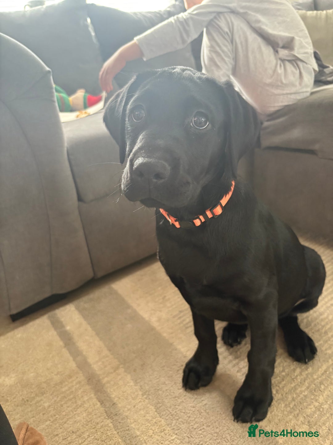 Labrador Retriever dogs for sale: 13 week old Labrador puppy  - Advert 7