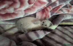 Russian Blue cats for sale: British blue short haired kittens - Image 14