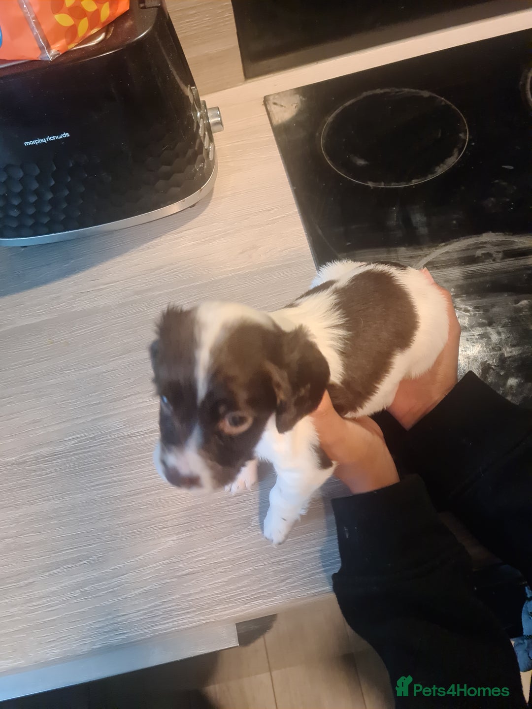 Cocker Spaniel dogs for sale: Cocker Spaniel  - Image 7