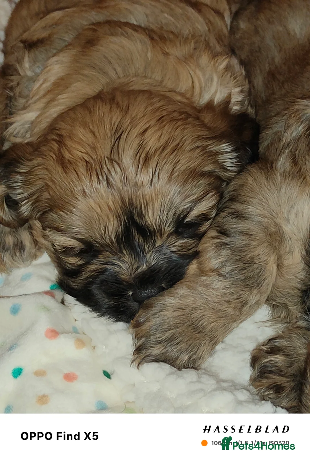 Cava Tzu dogs for sale: CAVA TZU FOR SALE - Advert 9